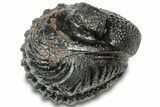 Wide, Enrolled Pedinopariops Trilobite #310763-1